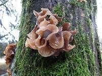 Rotbrauner Zitterling, Foto 8