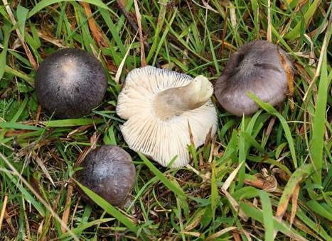 Blauer Rötling, Foto 2