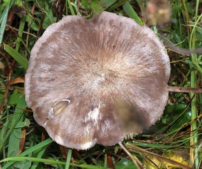 Blauer Rötling, Foto 3
