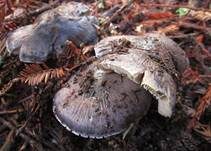 Blauer Rötling, Foto 7