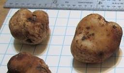 Rotbräunlicher Trüffel, Foto 9