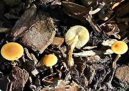 Rotbräunlicher Glockenschüppling, Foto 2