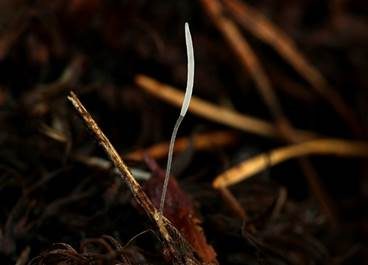 Rotbraunstieliges Sklerotienkeulchen, Foto 4