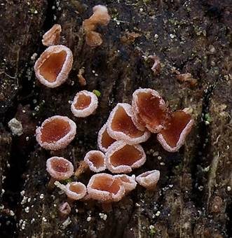 Rötendes Weißhaarbecherchen, Foto 2