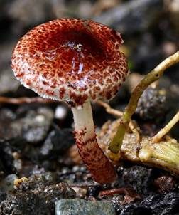 Roter Blumentopfschirmling, Foto 5