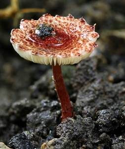 Roter Blumentopfschirmling, Foto 6