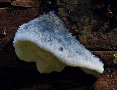 Blauer Saftporling, Foto 2