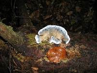 Blauer Saftporling, Foto 17
