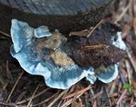 Blauer Saftporling, Foto 21