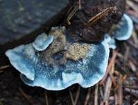 Blauer Saftporling, Foto 22