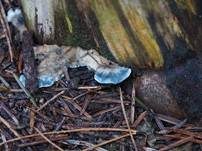 Blauer Saftporling, Foto 23
