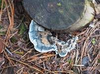 Blauer Saftporling, Foto 24