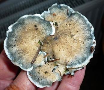 Blauer Saftporling, Foto 5
