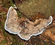 Blauer Saftporling, Foto 6