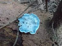 Blauer Saftporling, Foto 10