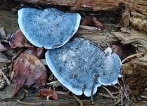 Blauer Saftporling, Foto 11