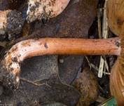 Rötender Risspilz, Foto 17