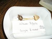 Rötender Risspilz, Foto 35