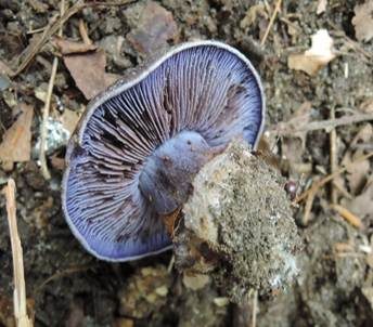 Blauer Sägeklumpfuß, Foto 3