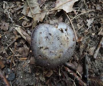 Blauer Sägeklumpfuß, Foto 4