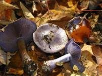 Blauer Sägeklumpfuß, Foto 6