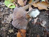 Blauer Sägeklumpfuß, Foto 8