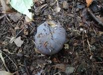 Blauer Sägeklumpfuß, Foto 10