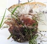 Rötender Wirrling, Foto 30