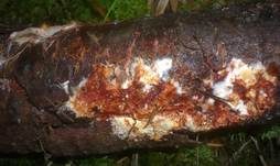 Rötender Zystidenrindenpilz, Foto 10
