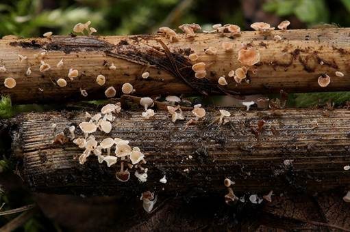 Rötendes Gräser-Weißhaarbecherchen, Foto 3