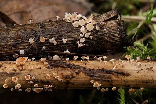 Rötendes Gräser-Weißhaarbecherchen, Foto 4
