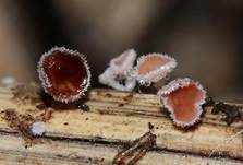 Rötendes Gräser-Weißhaarbecherchen, Foto 5