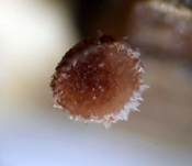 Rötendes Gräser-Weißhaarbecherchen, Foto 6