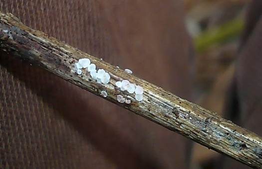Rötendes Schilfhaarbecherchen, Foto 2