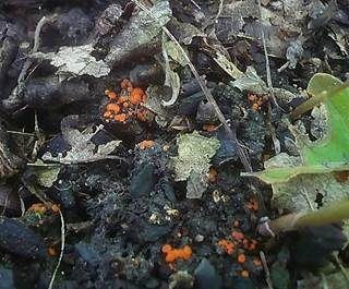 Roter Brandstellenbecherling, Foto 5