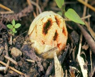 Roter Gitterling, Foto 2