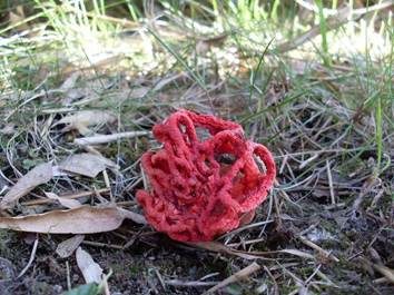 Roter Gitterling, Foto 3