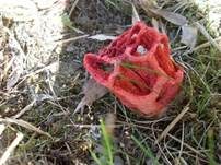 Roter Gitterling, Foto 12