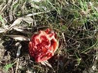 Roter Gitterling, Foto 13