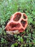 Roter Gitterling, Foto 16