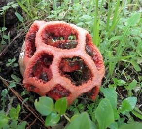 Roter Gitterling, Foto 4