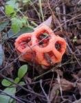 Roter Gitterling, Foto 23
