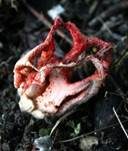 Roter Gitterling, Foto 24