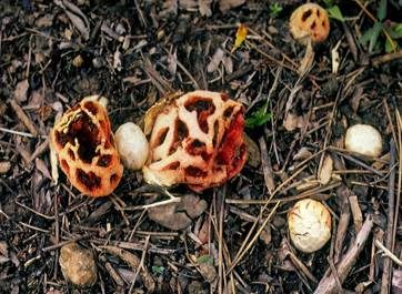 Roter Gitterling, Foto 5