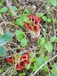 Roter Gitterling, Foto 32