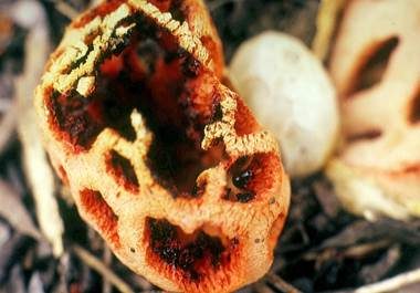 Roter Gitterling, Foto 6