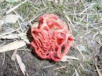 Roter Gitterling, Foto 7
