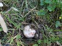 Roter Gitterling, Foto 8