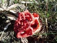 Roter Gitterling, Foto 11