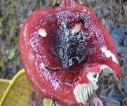 Roter Heringstäubling, Foto 15